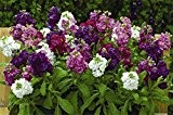 Matthiola 100 Seeds - (Matthiola Incana Ten Woche Mix Farbe) Parfüm Nacht Duftpflanzen Bonsai violette Blumen-Samen (MAT01 #)