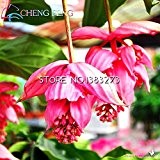Medinilla Myriantha Malaysian Orchid Seeds 30 Stück rosa Blüten Bonsai Blooming Staudengarten Zimmerpflanze Indoor-Samen