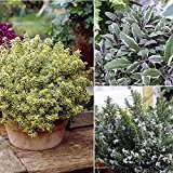 Mediterrane Duft-Kräuter-Pflanzen: Salbei, Thymian, Rosmarin, je 1 Pflanze