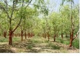 Meerrettichbaum -Moringa oleifera- 100 frische Samen