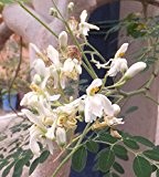 Meerrettichbaum Moringa oleifera 100 Samen