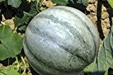 Melone "Petite Gris de Rennes" (Saatgut)
