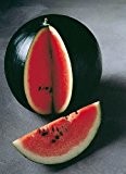 Melone - Wassermelone Sugar Baby - Zucker Baby - 25 Samen