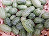 Mexikanische Mini-Gurke (Blickfang im Garten) 100 Samen (Großpackung)