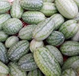 Mexikanische Mini-Gurke (Der Blickfang im Garten) 20 Samen
