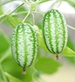 Mexikanische Minigurke - Melothria scabra - Gurke - 10 Samen