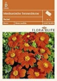 Mexikanische Sonnenblume Fackel von Flora Elite