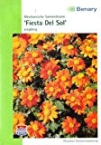 Mexikanische Sonnenblume, Tithonie, Tithonia rotundifolia, ca. 50 Samen