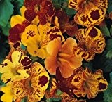 Mimulus tigrinus Mix - Gauklerblume - Tigerblume - Blume - 500 Samen