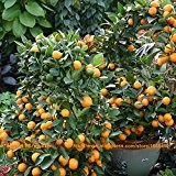 Mini Garden Bonsai Kumquat-Samen, 100 Samen / Packung, frisches Obst Baumsamen, Fortunella Organic Cumquat