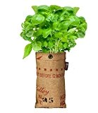 Mini-Garten BIO-Basilikum,1 Jute-Sack