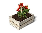 Mini-Garten BIO-Tomaten-Cerise,1 Kiste