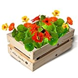 Mini-Garten-Kiste Kapuzinerkressesamen