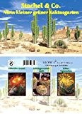 Mini-Gewächshaus - Kaktusgarten - Samen vom Lebenden Granit, Schwiegermutterstuhl und Tigerrachen