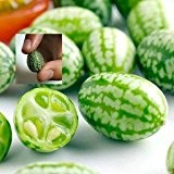 Mini-Melone 5 Samen -Melothria scabra, Mexikanische Mini-Gurke (Cucamelon)