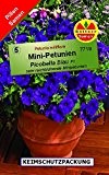 Mini-Petunien Petunia milliflora Picobella Blau 30 Pillen
