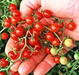 Mini-Tomate 'Sweet Pea Currant' 20 Samen Kleinste und am besten. Kinder lieben sie