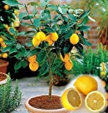 Mini Zitronenbaum Samen - 10 Stück / Pack - Zitrone - Citrus - Bonsai geeignet