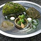 Miniteich-Set,Krokodil im Faß mit Schwimmkugeln + Schalen