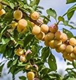 Mirabelle von Nancy 60-80cm - Prunus syriaca