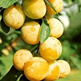 Mirabelle von Nancy - Obstpflanze mit süß-aromatischen Mirabellen - 1 Mirabellenpflanze von Pflanzen-Kölle im 10 Liter Topf - Prunus domestica ...
