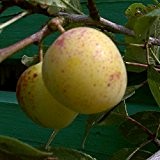 Mirabellenbaum, Bellamira, Prunus domestica, Obstbaum winterhart, Mirabelle gelb, im Topf, 120 - 150