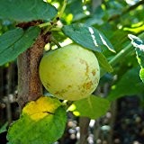 Mirabellenbaum, Miragrande, Prunus domestica, Obstbaum winterhart, Mirabelle gelb, im Topf, 120 - 150
