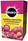 Miracle-Gro 1 kg Azalea, Camellia und Rhododendron auflösbar Pflanzenernährung