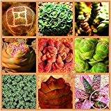 Mischung 50pcs Sukkulenten Samen Lithops Pseudotruncatella Bonsai Pflanzen Samen für Haus & Garten, # DM4PIA