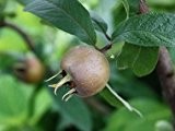 Mispel - Mespilus germanica - Altes Fruchtgehölz