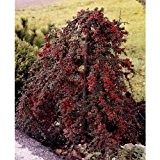 Mispel-Stämmchen weiß blühend, rote Beeren im Herbst, 1 Pflanze