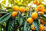 Mispelbaum - Eriobotrya Japonica - perfekt für Marmelade - 150+cm Stamm 80-90cm im 12Ltr. Topf