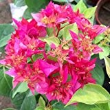 Mix-Color Bougainvillea spectabilis Willd Samen Bonsai Blume Pflanzensamen 100 Partikel / lot