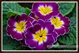 Mixed 10 Sorten Calla Seeds Aethiopica Blumensamen Ein Paket 100 Stück Garten-Dekoration Bonsai Blumensamen