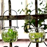Mkono 2 Pack Bubble geformte Glas Terrarium Schale aus Glas zum Aufhängen Terrarium Pflanze Terrarien Dekoration