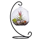 Mkono Air Terrarium Pflanzgefäß zum Aufhängen Übertopf Globe Container Topf dekorativer Künstliche Display Vase Kerzenhalter (mit Schwarz Metall Ständer) --Globe, ...
