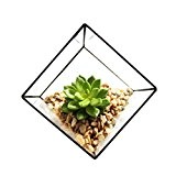 Moderne Glas-Pyramide, Tisch-Pflanzgefäß für Sukkulenten, als Terrarium-Box, für Luftpflanzen und Kakteen, 100*100*100