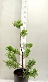 Modernes Formgehölz Goldener Strauchwacholder - Juniperus chinensis `Kuriwao Gold´ POM POM 110cm Topf Ø 32 cm