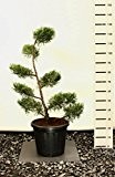 Modernes Formgehölz Goldener Strauchwacholder - Juniperus chinensis `Kuriwao Gold´ POM POM 120-130cm Topf Ø 36 cm