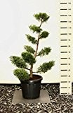 Modernes Formgehölz Goldener Strauchwacholder - Juniperus chinensis `Kuriwao Gold´ POM POM 130-140cm Topf Ø 36 cm
