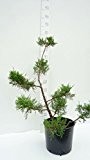 Modernes Formgehölz Goldener Strauchwacholder - Juniperus chinensis `Kuriwao Gold´ Pulti Plateau 70-80cm Topf Ø 30 cm