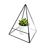 Modernes Glas Pyramide Tischplatte Sukkulente Terrarium Box, Air Pflanzen und Kakteen Halter Fall, 140*140*180
