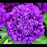 Mohn, Schlafmohn 'Lila Paeony' 30 Samen - Papaver somniferum (Poppy Purple Peony)
