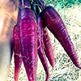 Möhre - Karotte - Cosmic Purple - 200 Samen