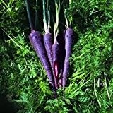 Möhre Karotte - 'Purple Haze' 100 Samen