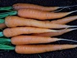 Möhre - Karotte - Scarlet Nantes - 400 Samen