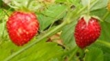 Monats-Erdbeere (Ali-Baba) 20 Samen (Verbesserte Sorte , super Ertrag)