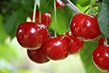 Morellenfeuer Sauerkirsche, Kirschbaum Buschbaum, Prunus cerasus, Obstbaum selbstbefruchtend, Kirsche rot, im Kübel, 120 - 150 cm
