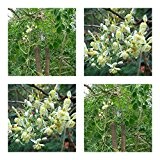 Moringa oleifera - 20 Samen - Meerrettichbaum - frisch und keimfähig - !!!