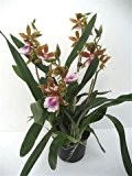 Mühlan - Orchideenmix 2 Pflanzen mit je zwei Rispen